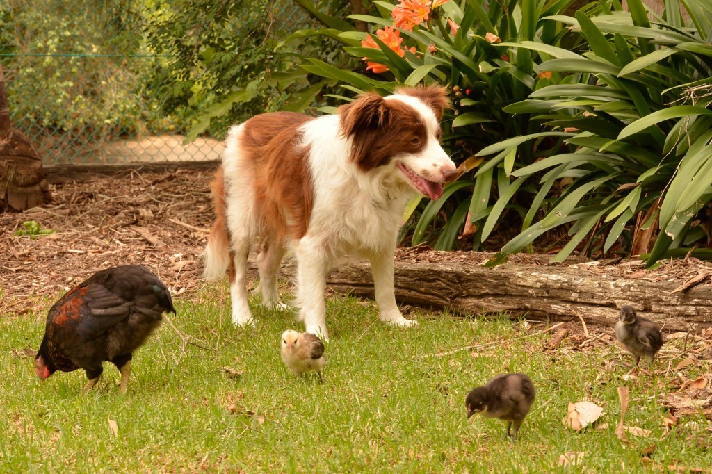 Seven-Mile-Beach-Holiday-Park-a-dog-friendly-Park Friendly pets