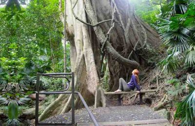 Minnamurra Rainforest Centre for blog