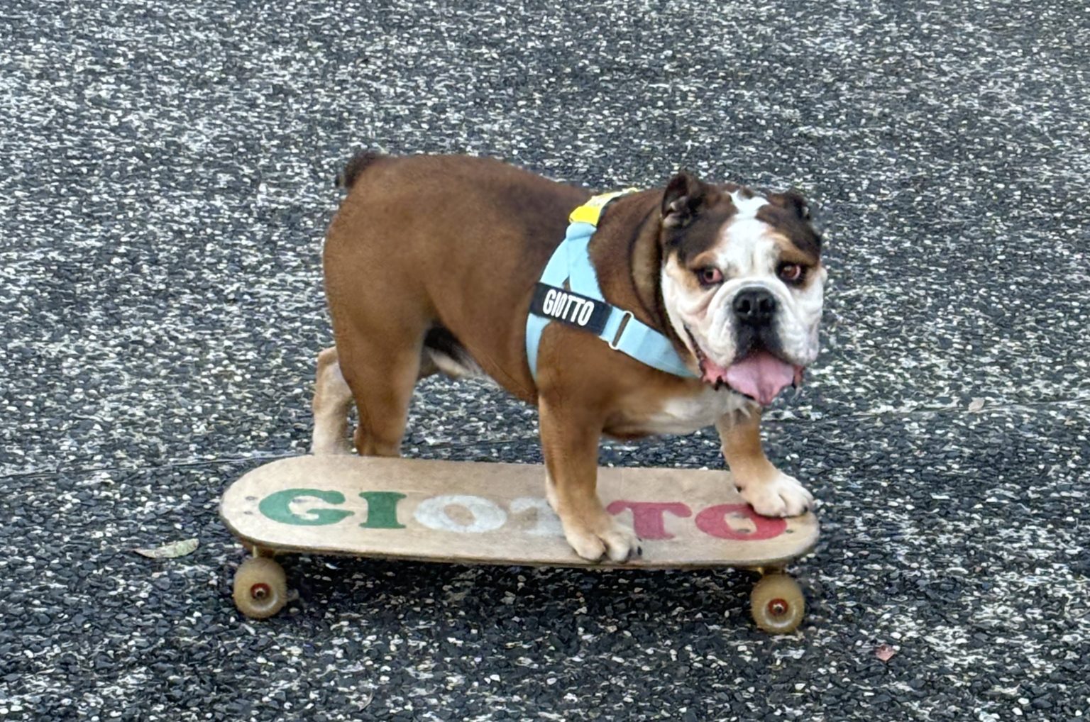 Bring Your Furry Friends Discover PetFriendly Stays at Kiama Coast