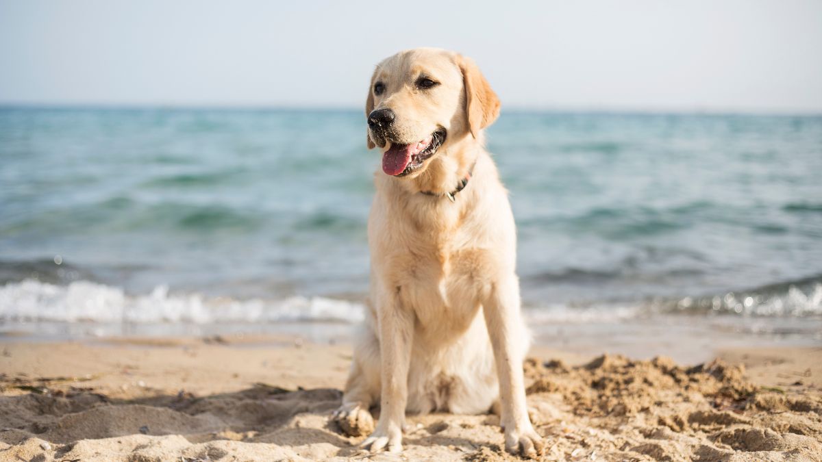 Doggie holiday Kiama