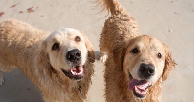 Dog Friendly Kiama Coast Holiday Parks
