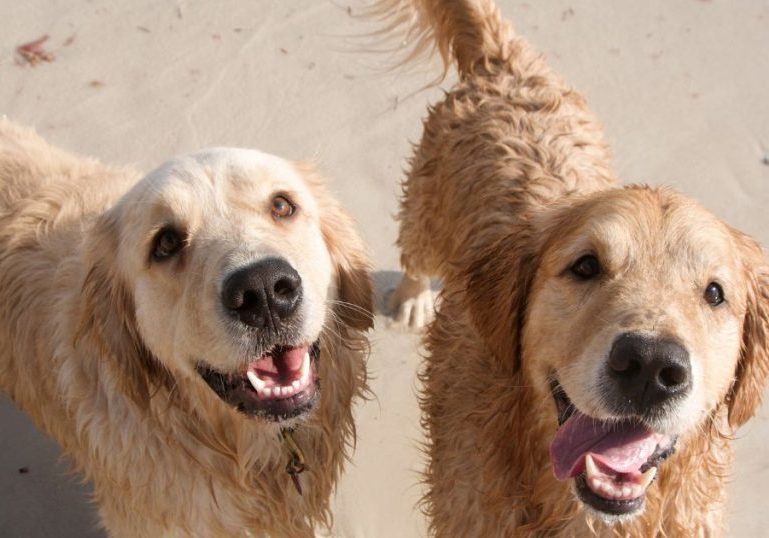 Dog Friendly Kiama Coast Holiday Parks